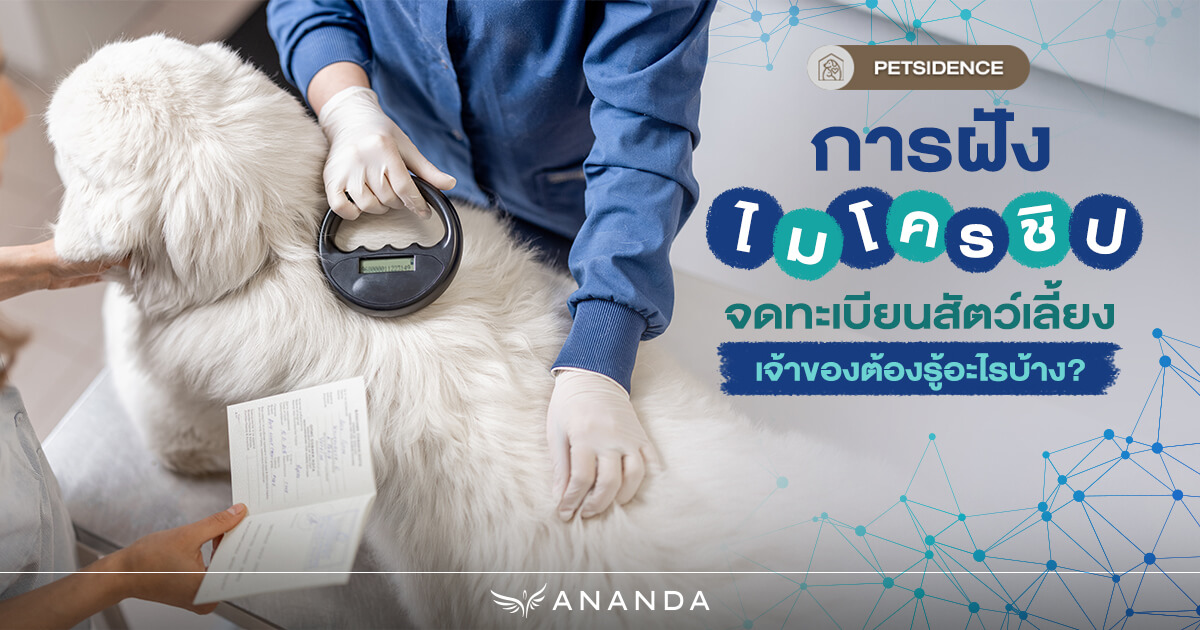 ฝังไมโครชิป จดทะเบียนสัตว์เลี้ยง เจ้าของต้องรู้อะไรบ้าง?