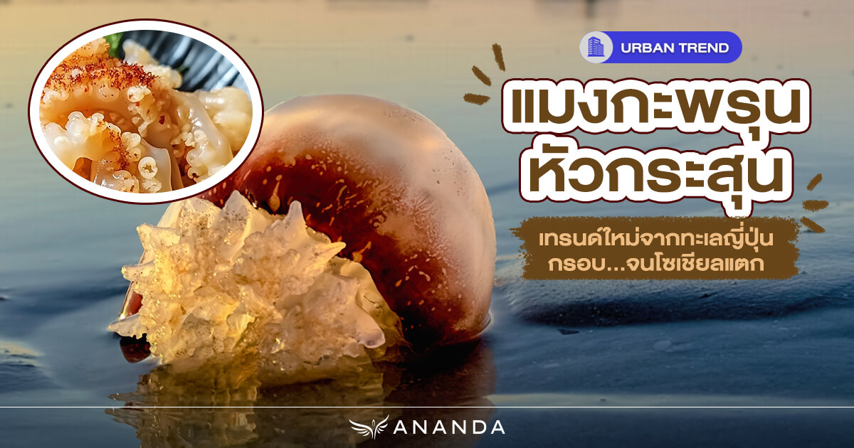 แมงกระพรุนหัวกระสุน มาจากไหน ทำไมฮิต