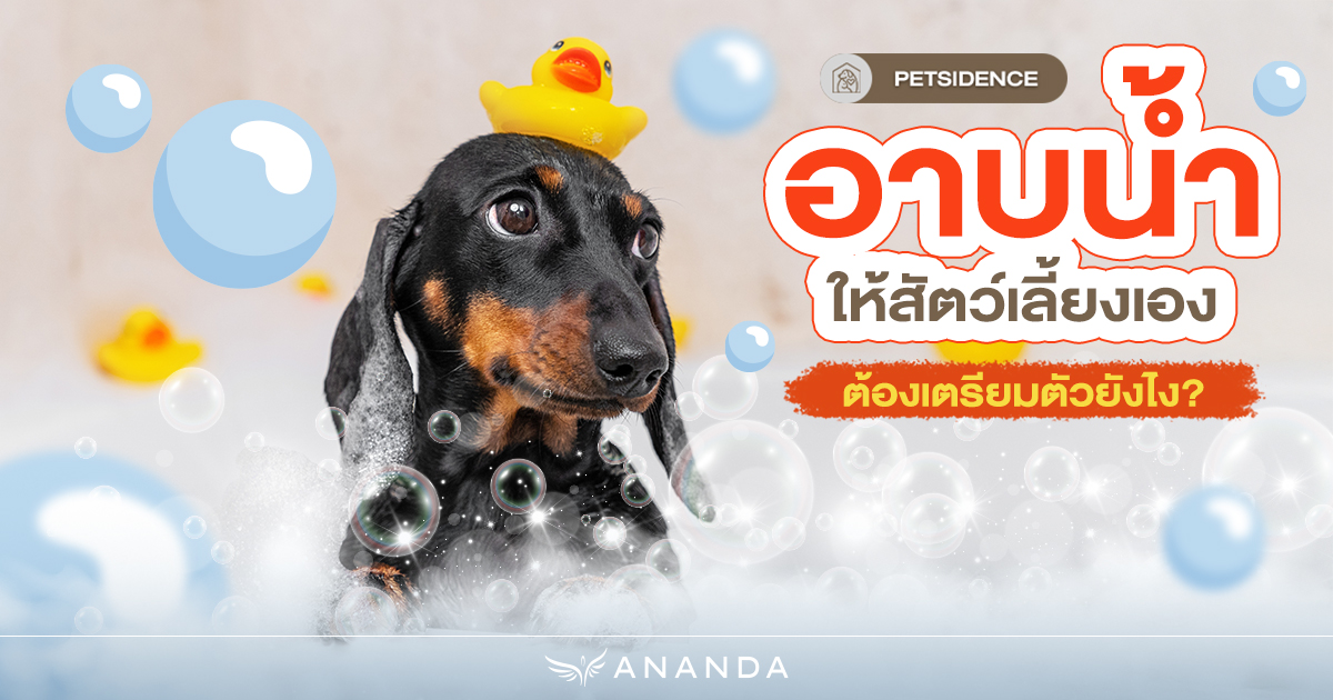 อาบน้ำให้สัตว์เลี้ยงเอง ต้องเตรียมตัวยังไง