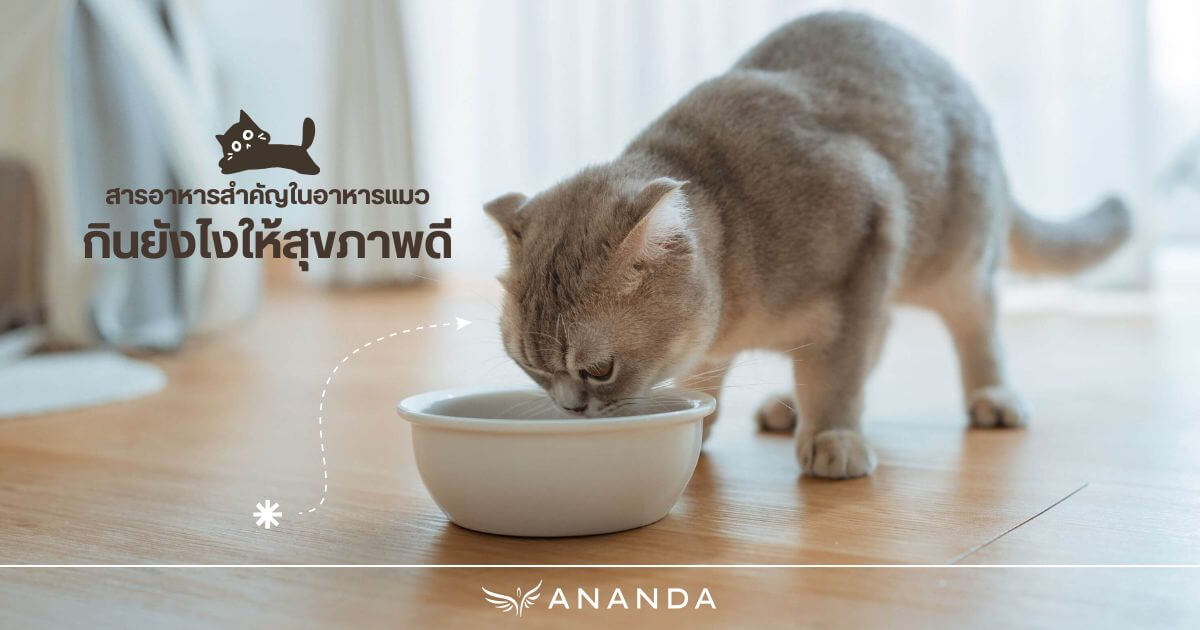 สารอาหารสำคัญในอาหารแมว กินยังไงให้สุขภาพดี